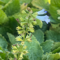 Horminum (Salvia) pyrenaicum white-flowered